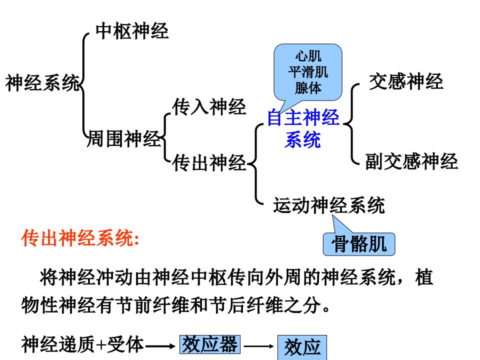 医学专题传出神经系统药理概论