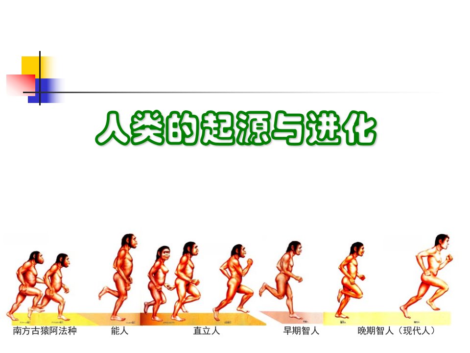 人类的起源和进化答题