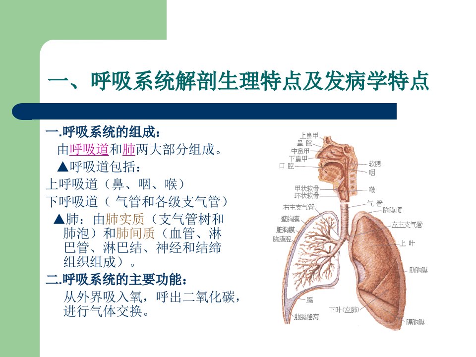 呼吸系统疾病医疗管理知识分析概述