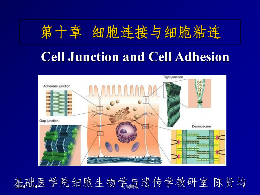 细胞连接与细胞粘连1