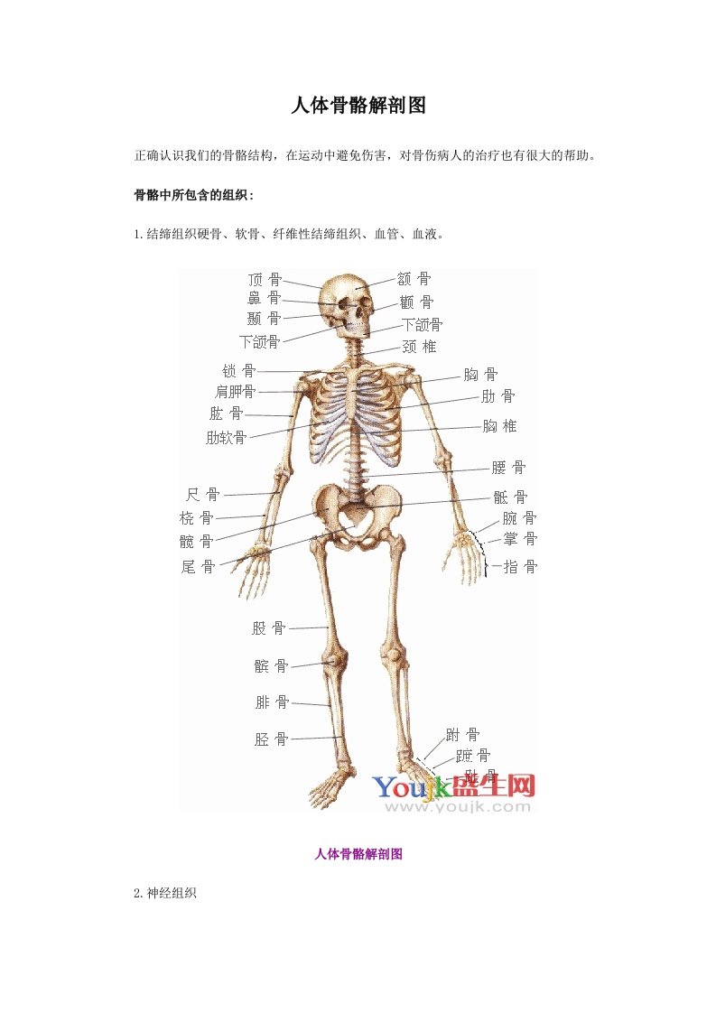 人体骨骼解剖图