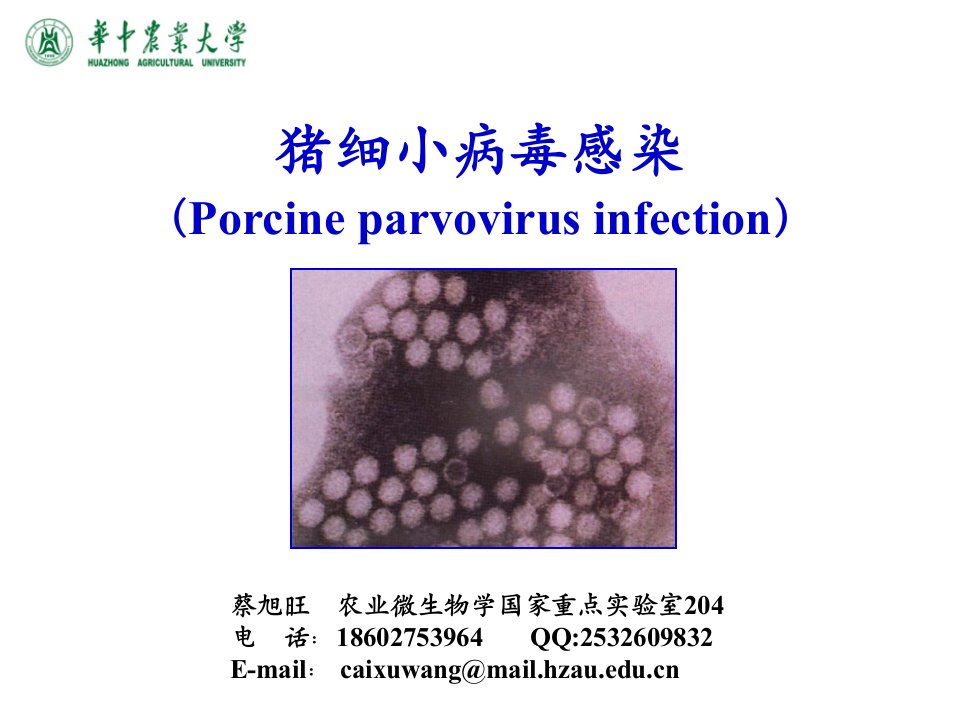 动物传染病学猪病教材4-4猪细小病毒感染