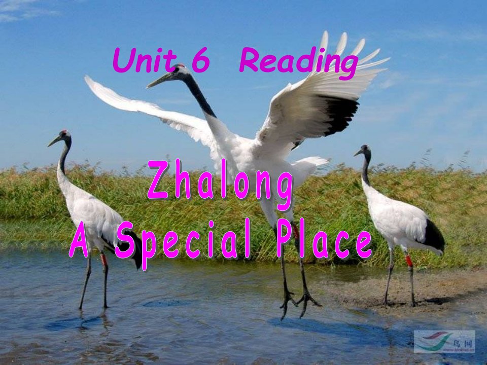 牛津译林版-八上-unit6reading-第一课时-zhalong-a-special-place