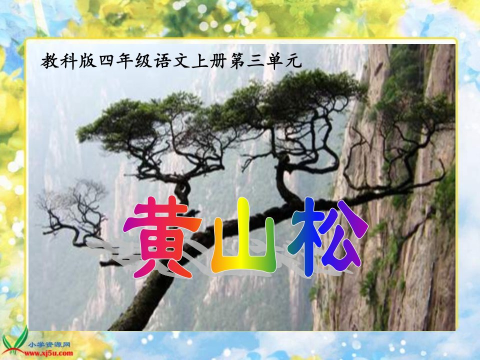 教科版四年级上册《黄山松》