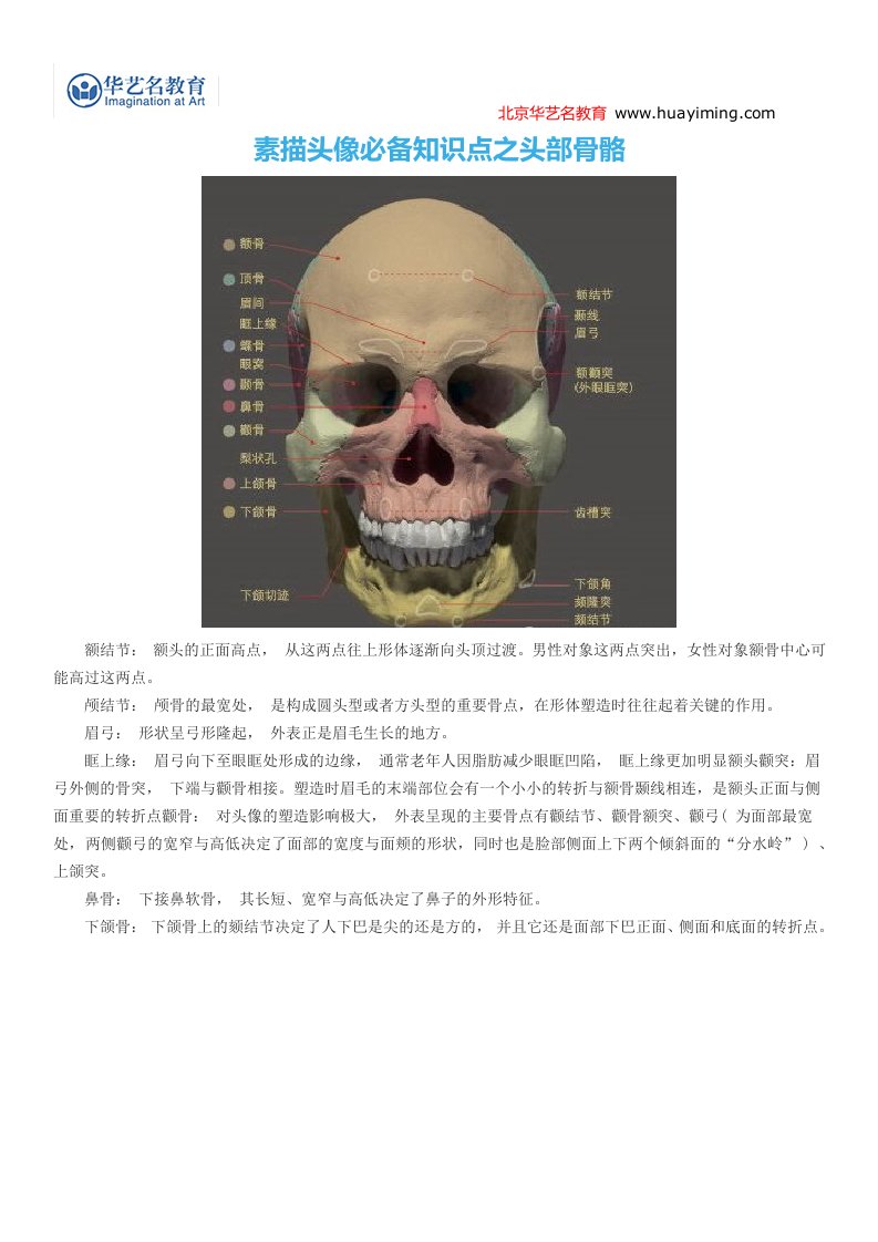 素描头像必备知识点之头部骨骼