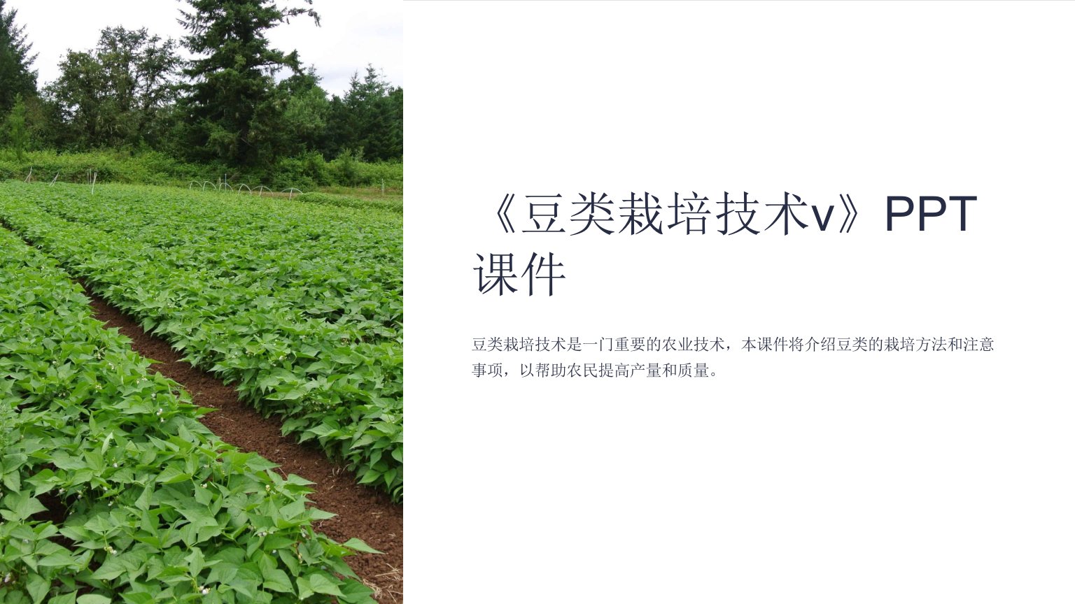 《豆类栽培技术v》课件