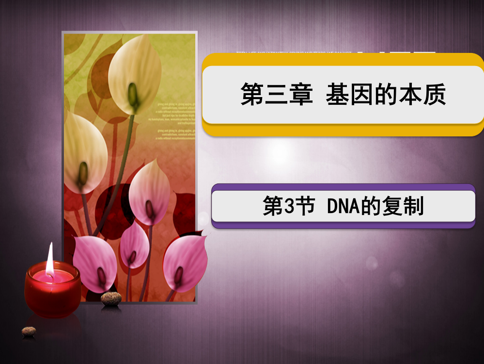 (完整版)第三节-DNA的复制(优秀课件)