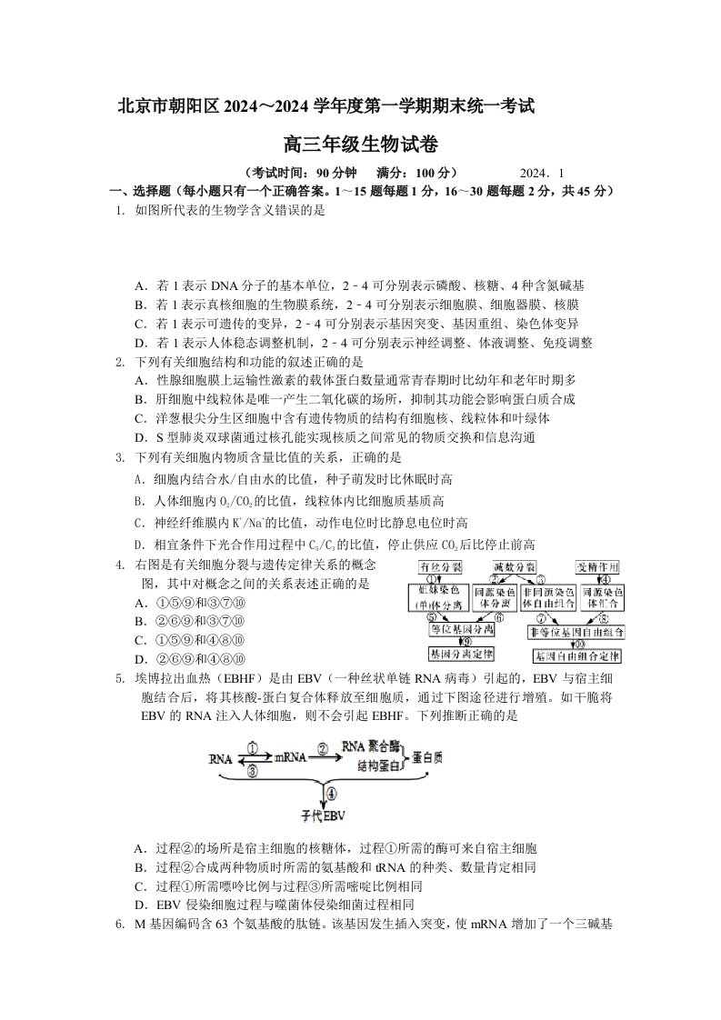 2024年朝阳区高三期末生物试题及答案