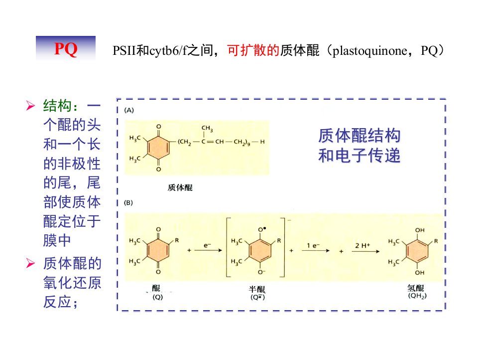 【植物生理学】光合作用-pq总结