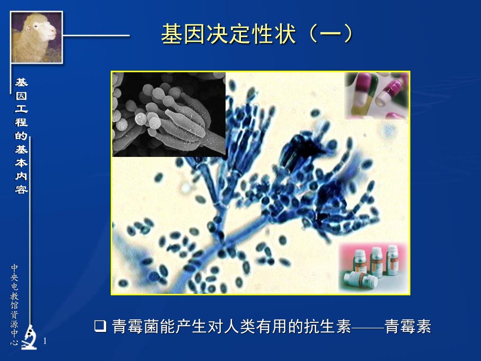 高三生物基因工程的基本内容