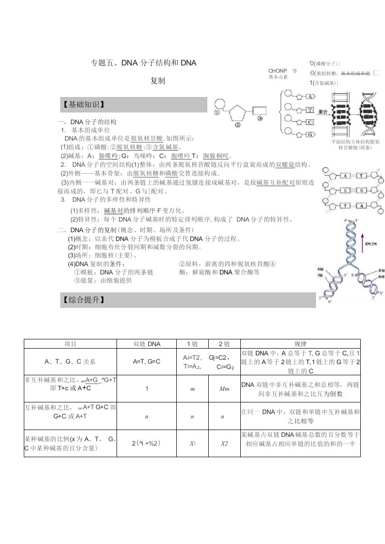 专题五、DNA分子结构和DNA复制复习--高一生物人教版必修2