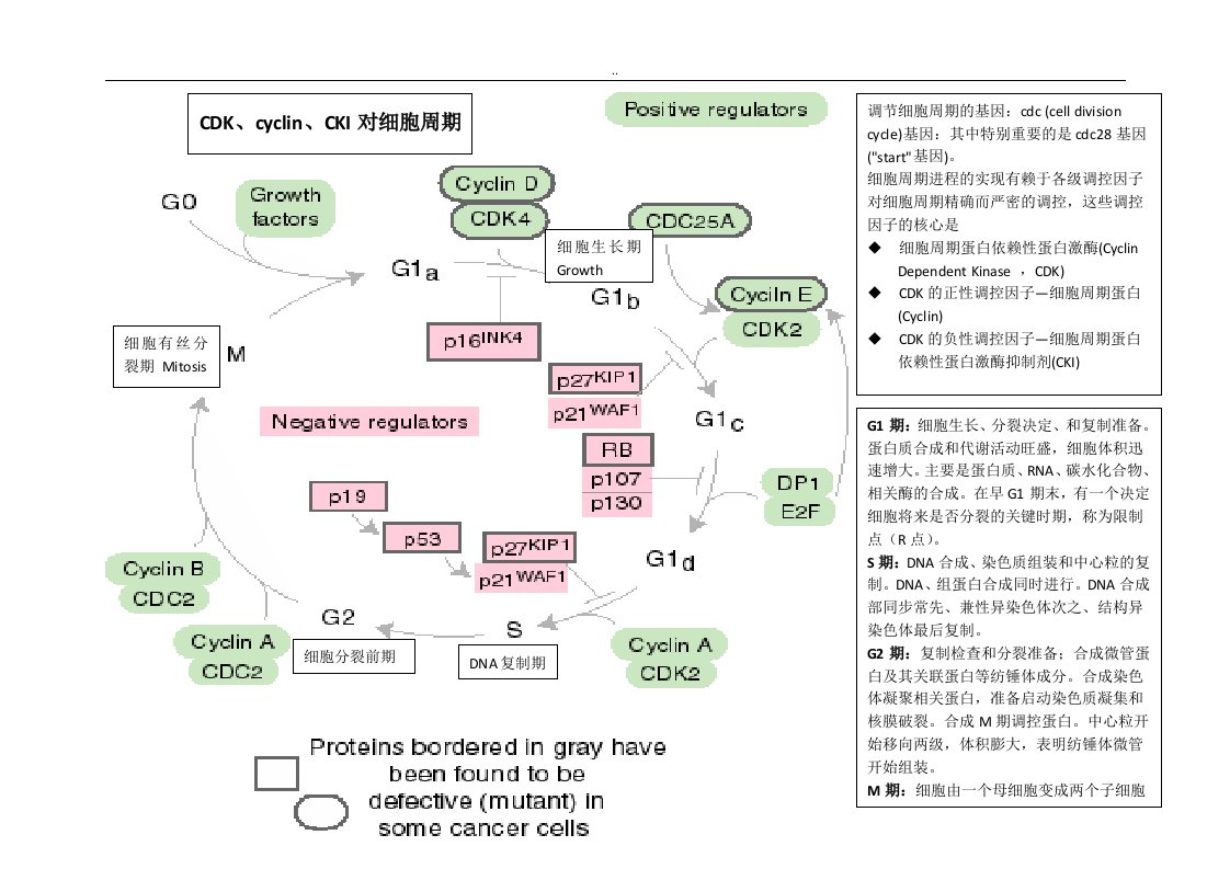 1-CDK,cyclin,CKI对细胞周期的调控