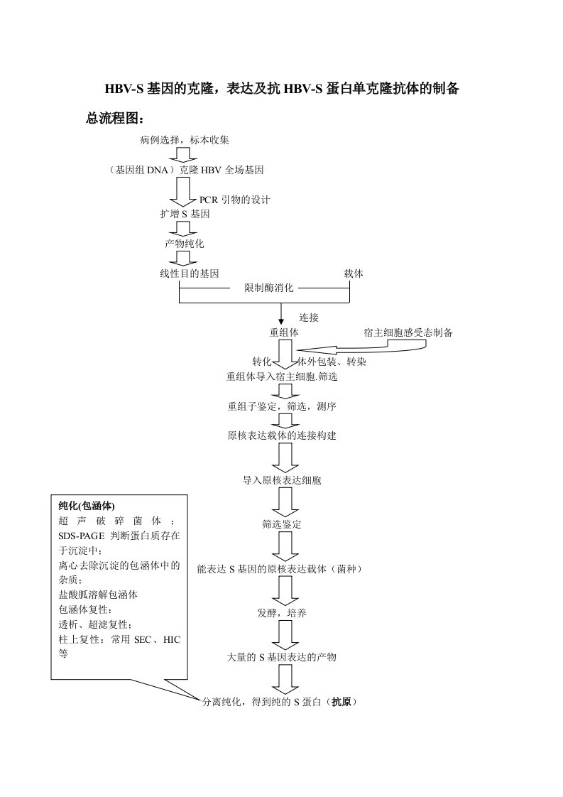 hbv-s基因的克隆，表达及抗hbv-s蛋白单克隆抗体的制备