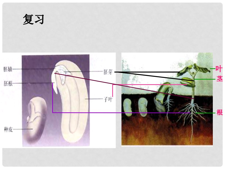 吉林省长市七年级生物上册