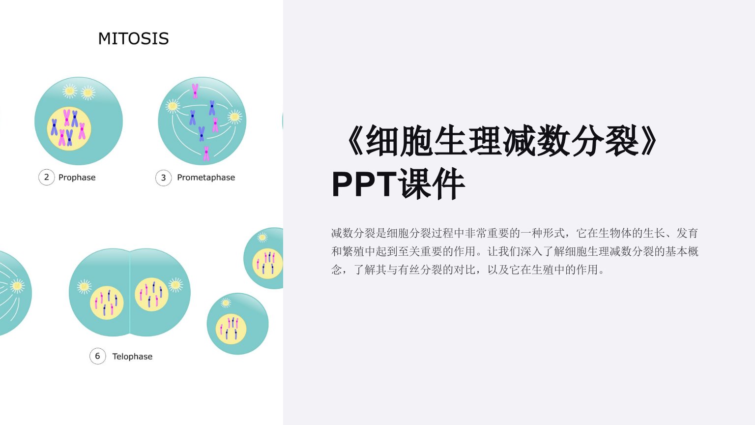 《细胞生理减数分裂》课件