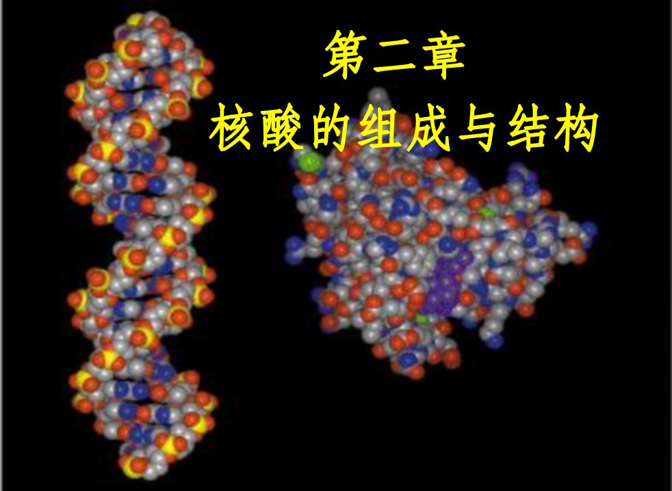 核酸的组成与结构