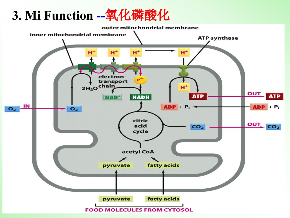 细胞生物学课件：Chapter