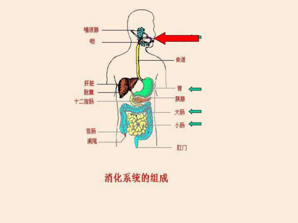 食物的消化和营养物质的吸收.ppt