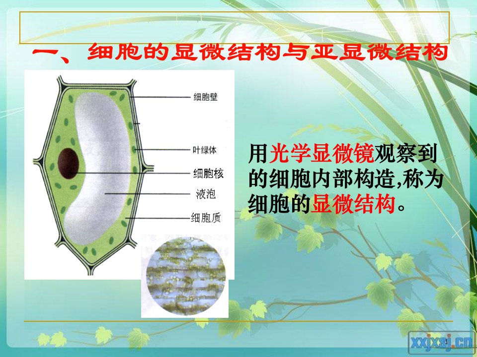 3.2细胞器系统内的分工合作1