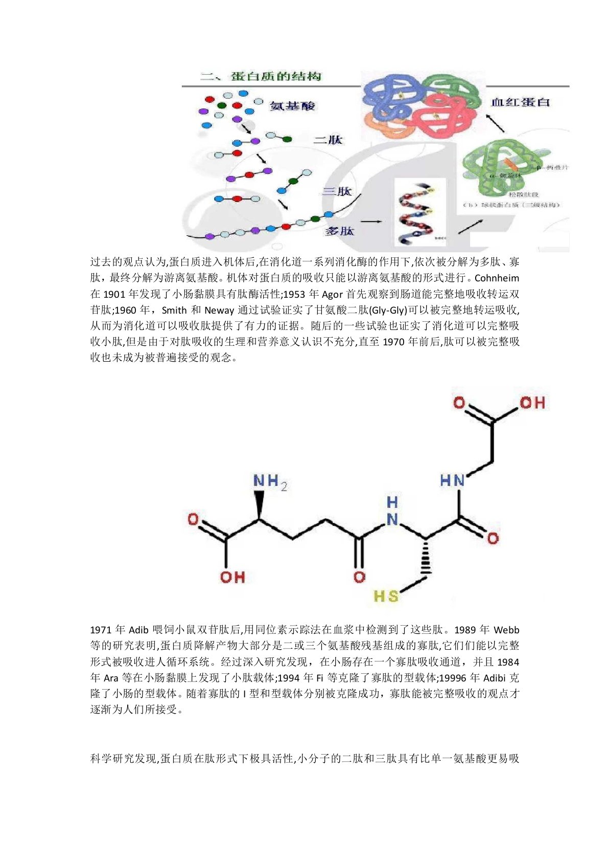 肽在人体中的代谢过程