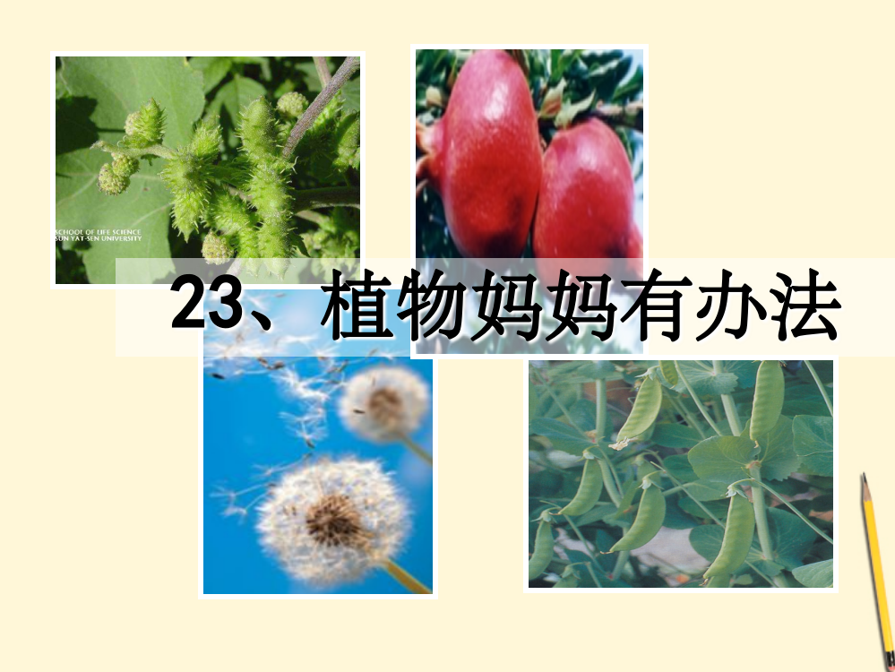 二年级语文上册-3植物妈妈有办法精-人教版ppt精选课件