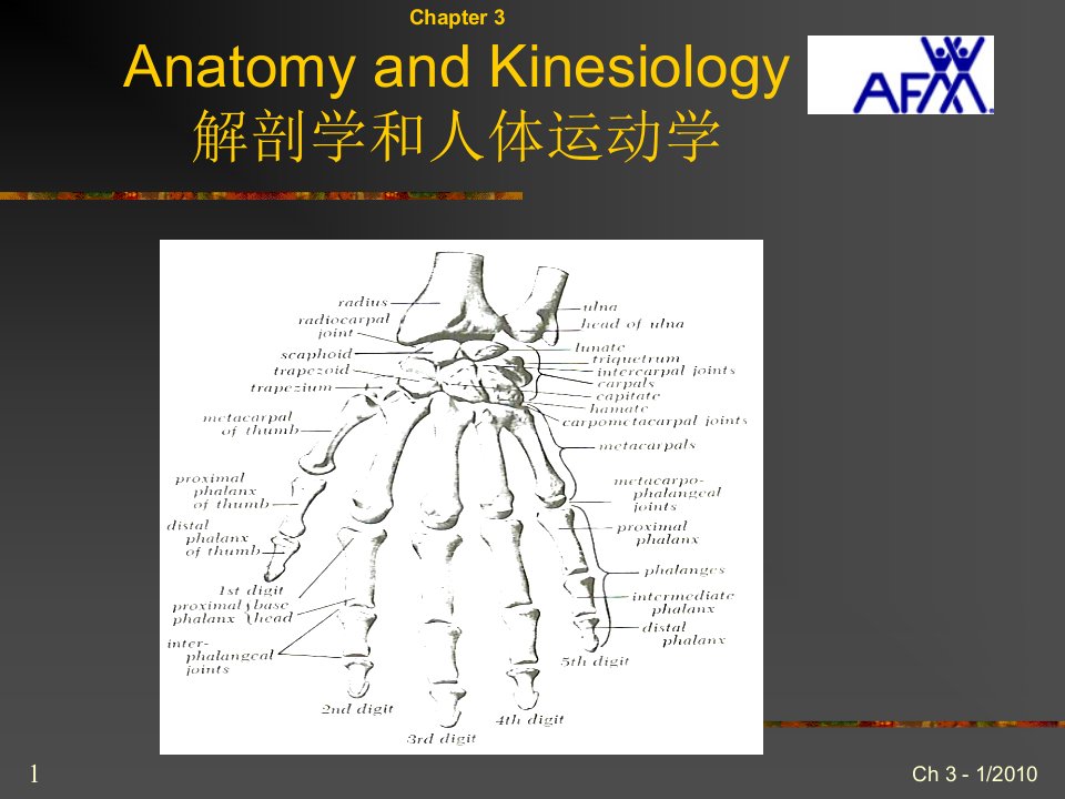 PT入职培训3解剖学与人体运动学