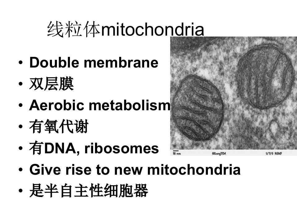 《线粒体到微丝》PPT课件