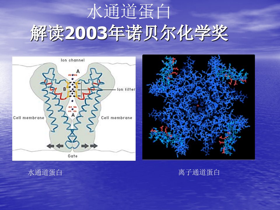 水通道蛋白