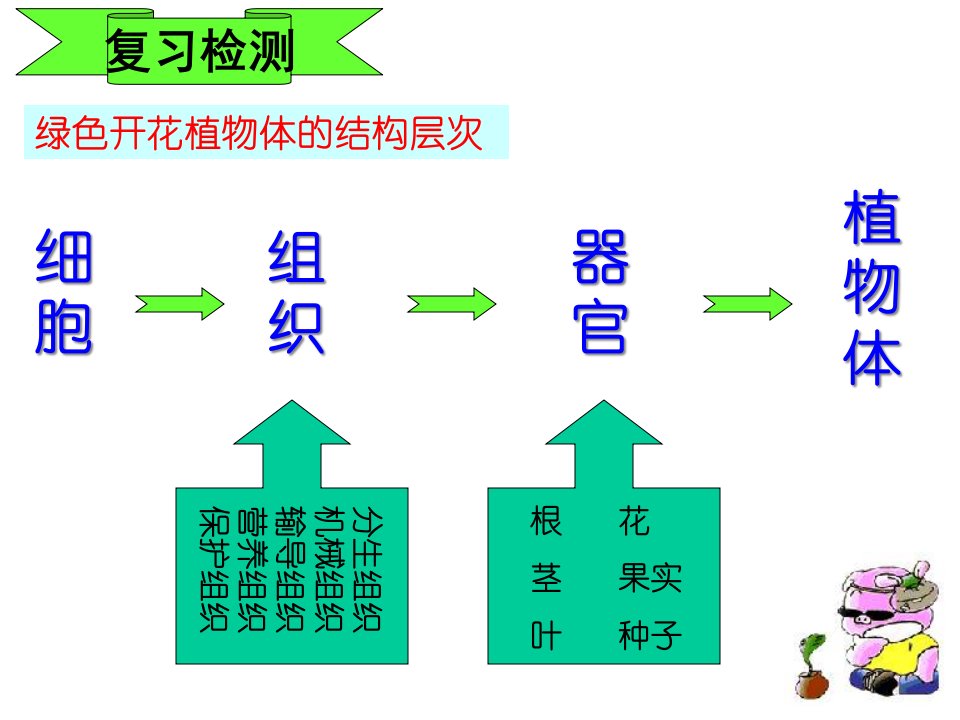 苏教版生物七年级上册51植物种子的萌发课件