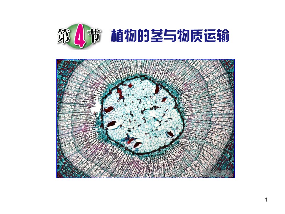 浙教版八年级科学下册4.4《植物的茎与物质运输》优质ppt课件