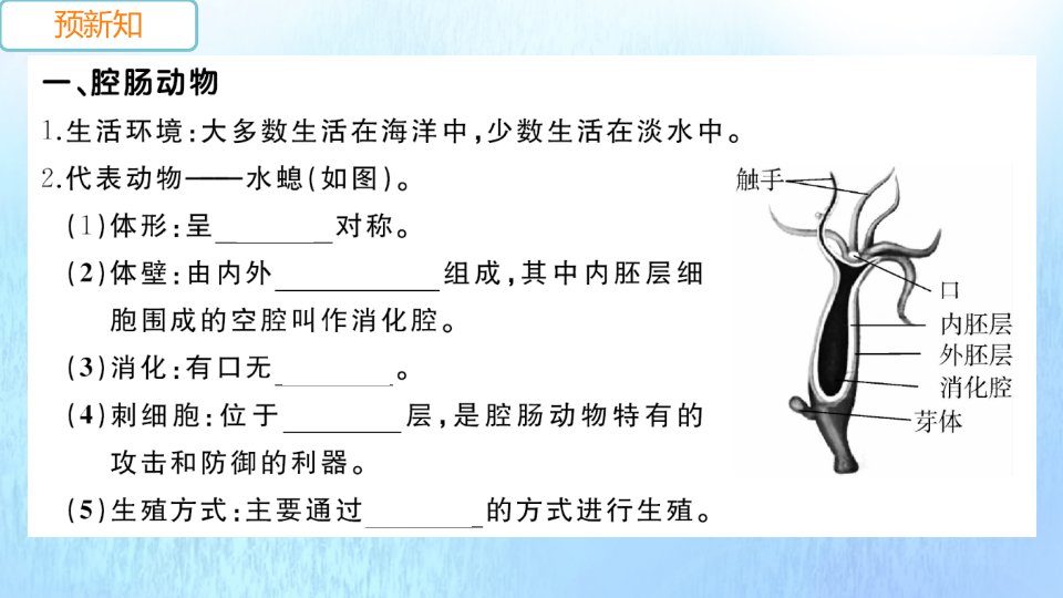 2021秋八年级生物上册第五单元生物圈中的其他生物第一章第一节腔肠动物和扁形动物作业课件新版新人教版