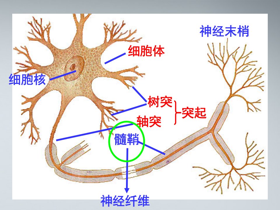 兴奋在神经纤维上传导ppt课件