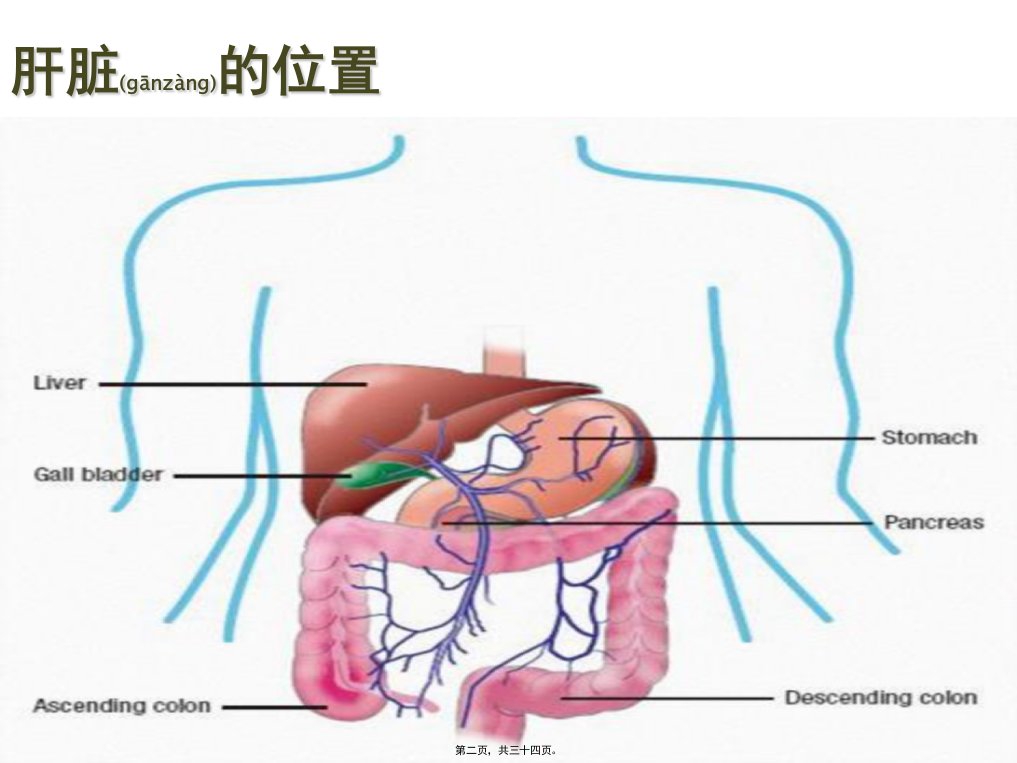 医学专题干扰素与肝病河北大三阳医院