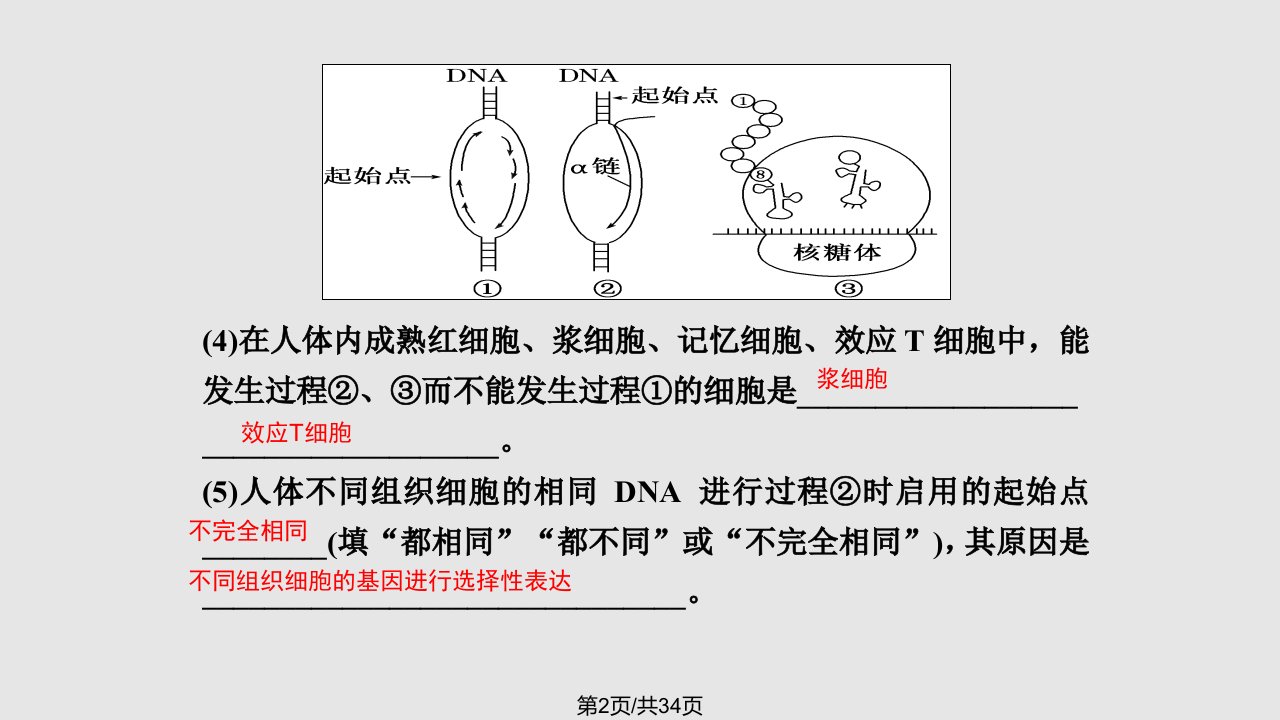 必修巧用图解突破DNA复制与细胞分裂中染色体标记问题