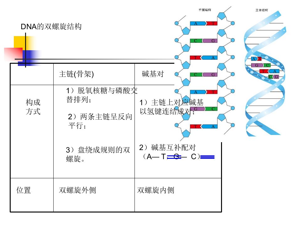 DNA的双螺旋结构