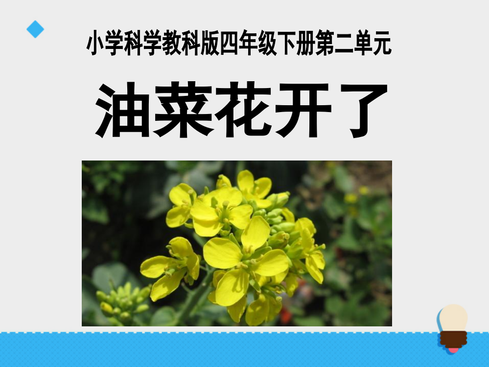 四级下科课件-2.1油菜花开了∣教科版