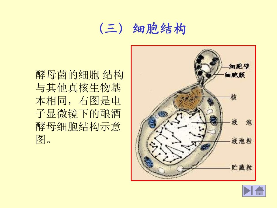 酵母细胞结构