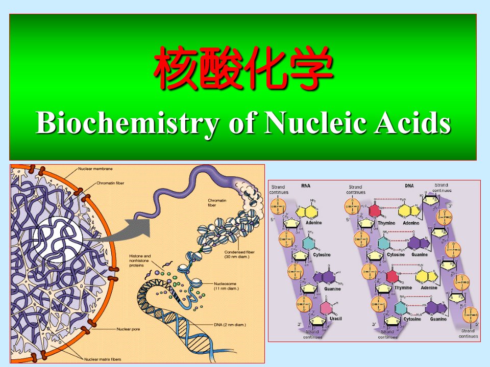 复旦大学-核酸化学1课件