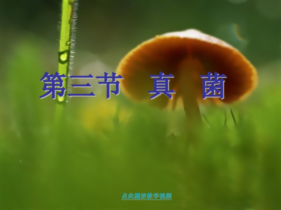 人教版初中八年级生物《真菌》课件