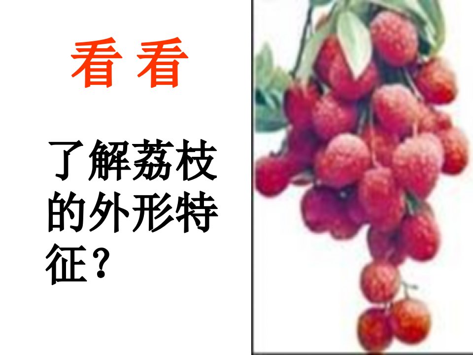 荔枝课件