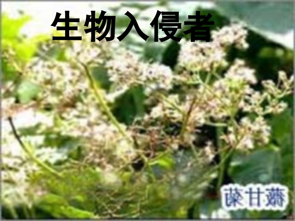 八年级语文上册第四单元第14课警惕生物入侵课件3沪教版五四制