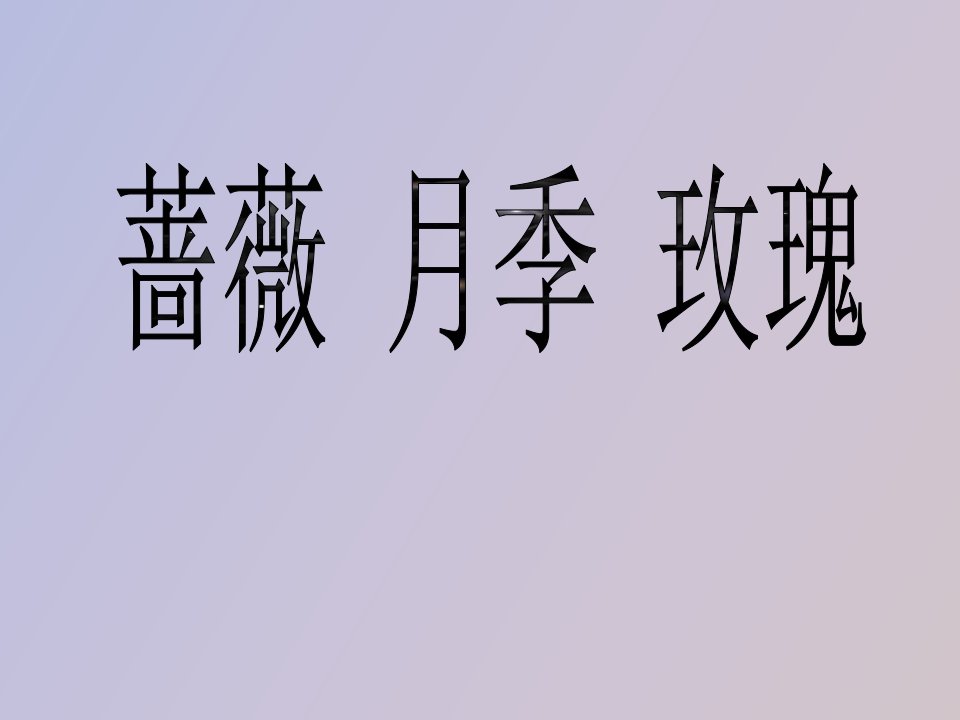 蔷薇月季玫瑰