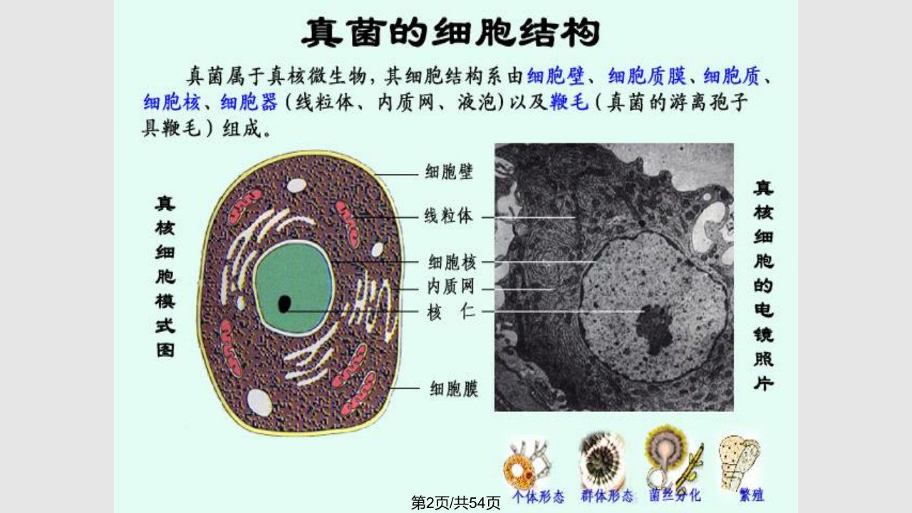 真核微生物酵母菌