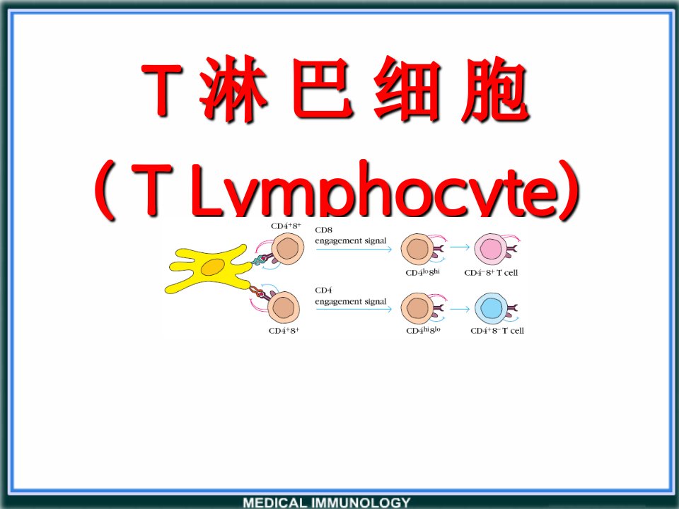 医学免疫学第十章T淋巴细胞ppt课件