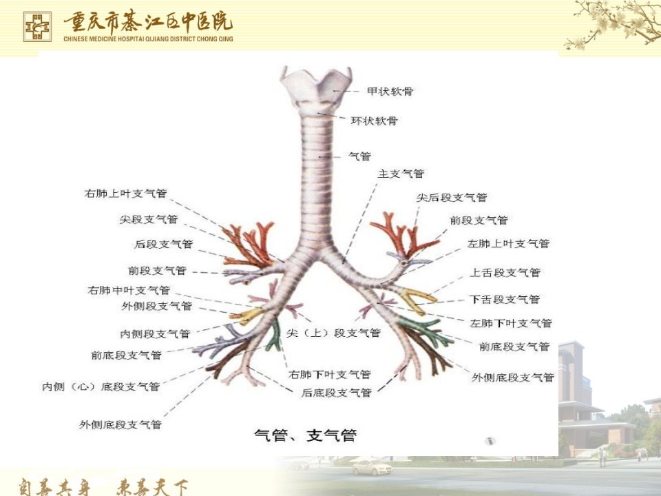 肺分段ppt课件