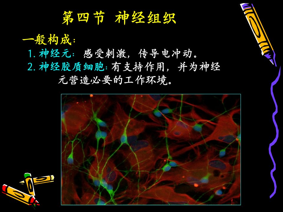 人体结构学第二章基本组织神经组织