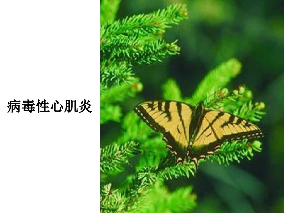 病毒性心肌炎业务学习