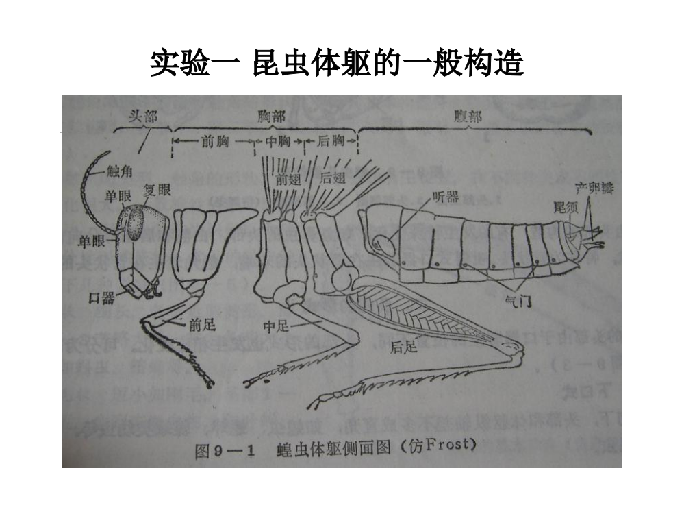 昆虫学实验1ppt课件