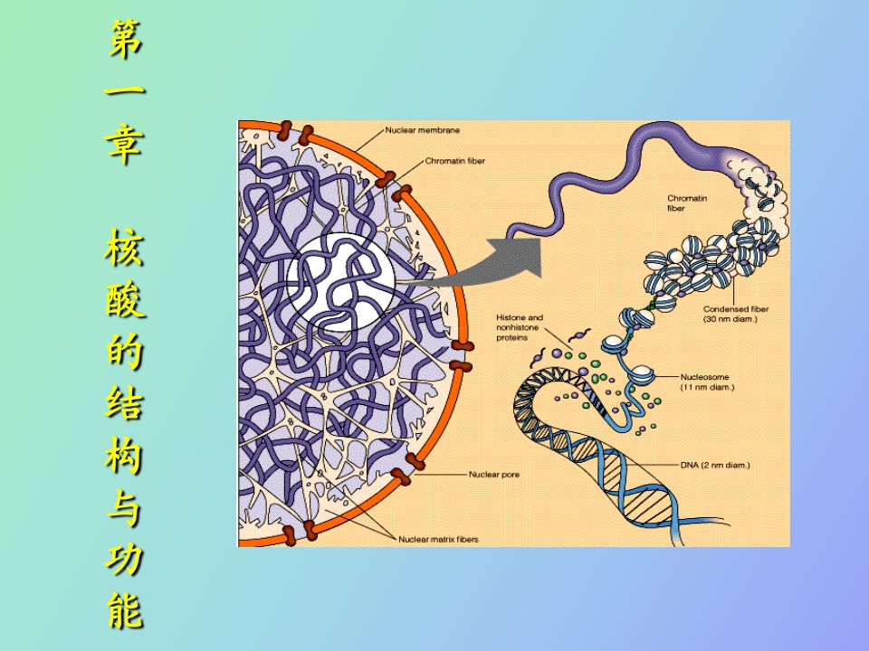 生物化学第一章核酸的结构与功能