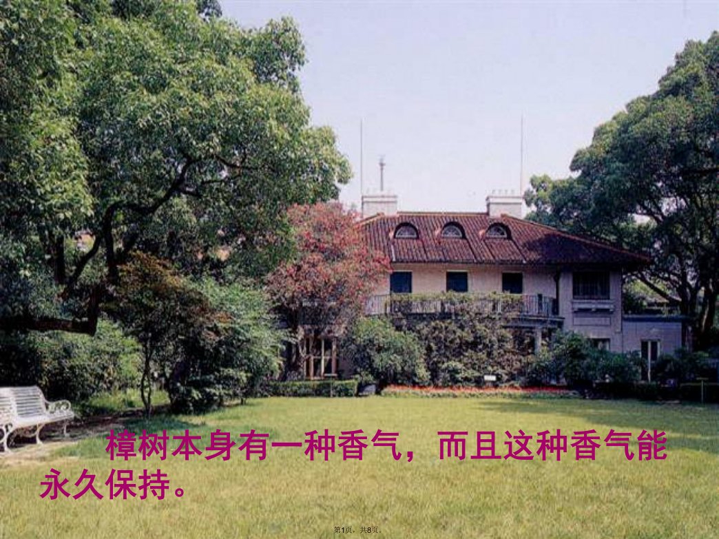 苏教版小学四年级下册语文课件22宋庆龄故居的樟树